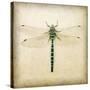 Dragonfly I-Amy Melious-Stretched Canvas