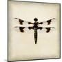 Dragonfly II-Amy Melious-Mounted Art Print
