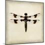 Dragonfly II-Amy Melious-Mounted Art Print