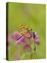 Dragonfly in Meadow-Lynn M^ Stone-Stretched Canvas