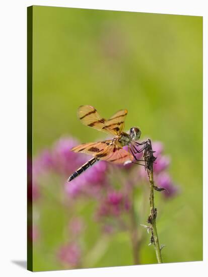 Dragonfly in Meadow-Lynn M^ Stone-Stretched Canvas