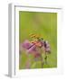Dragonfly in Meadow-Lynn M^ Stone-Framed Photographic Print
