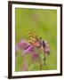 Dragonfly in Meadow-Lynn M^ Stone-Framed Photographic Print