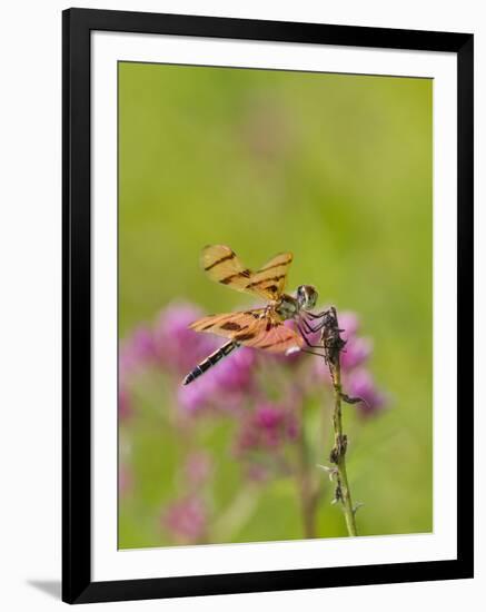 Dragonfly in Meadow-Lynn M^ Stone-Framed Photographic Print