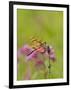 Dragonfly in Meadow-Lynn M^ Stone-Framed Photographic Print