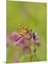 Dragonfly in Meadow-Lynn M^ Stone-Mounted Photographic Print