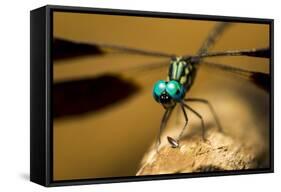 Dragonfly, Isalo National Park, Madagascar-Paul Souders-Framed Stretched Canvas