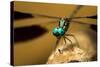 Dragonfly, Isalo National Park, Madagascar-Paul Souders-Stretched Canvas