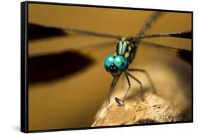 Dragonfly, Isalo National Park, Madagascar-Paul Souders-Framed Stretched Canvas