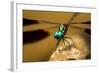 Dragonfly, Isalo National Park, Madagascar-Paul Souders-Framed Photographic Print