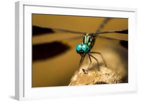 Dragonfly, Isalo National Park, Madagascar-Paul Souders-Framed Photographic Print