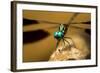 Dragonfly, Isalo National Park, Madagascar-Paul Souders-Framed Photographic Print