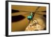 Dragonfly, Isalo National Park, Madagascar-Paul Souders-Framed Photographic Print