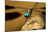 Dragonfly, Isalo National Park, Madagascar-Paul Souders-Mounted Photographic Print