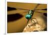 Dragonfly, Isalo National Park, Madagascar-Paul Souders-Framed Photographic Print