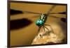 Dragonfly, Isalo National Park, Madagascar-Paul Souders-Framed Photographic Print