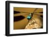 Dragonfly, Isalo National Park, Madagascar-Paul Souders-Framed Photographic Print