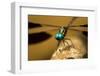 Dragonfly, Isalo National Park, Madagascar-Paul Souders-Framed Photographic Print