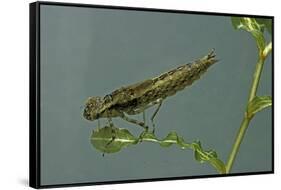 Dragonfly Larva-Paul Starosta-Framed Stretched Canvas