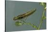 Dragonfly Larva-Paul Starosta-Stretched Canvas