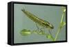 Dragonfly Larva-Paul Starosta-Framed Stretched Canvas