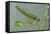 Dragonfly Larva-Paul Starosta-Framed Stretched Canvas