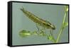 Dragonfly Larva-Paul Starosta-Framed Stretched Canvas