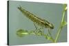 Dragonfly Larva-Paul Starosta-Stretched Canvas