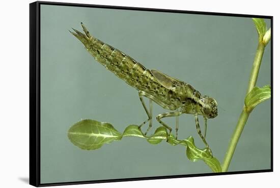 Dragonfly Larva-Paul Starosta-Framed Stretched Canvas