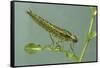 Dragonfly Larva-Paul Starosta-Framed Stretched Canvas