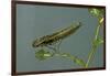 Dragonfly Larva-Paul Starosta-Framed Photographic Print