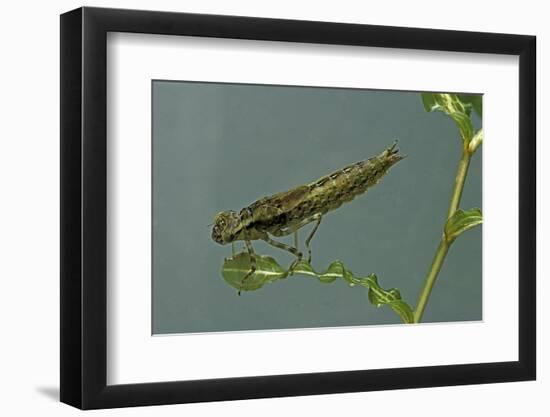 Dragonfly Larva-Paul Starosta-Framed Photographic Print