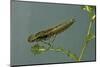 Dragonfly Larva-Paul Starosta-Mounted Photographic Print