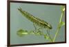 Dragonfly Larva-Paul Starosta-Framed Photographic Print