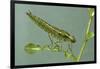 Dragonfly Larva-Paul Starosta-Framed Photographic Print