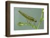 Dragonfly Larva-Paul Starosta-Framed Photographic Print