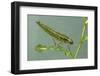 Dragonfly Larva-Paul Starosta-Framed Photographic Print