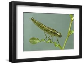 Dragonfly Larva-Paul Starosta-Framed Photographic Print