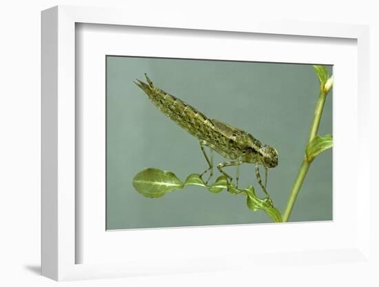 Dragonfly Larva-Paul Starosta-Framed Photographic Print