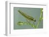 Dragonfly Larva-Paul Starosta-Framed Photographic Print