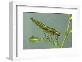 Dragonfly Larva-Paul Starosta-Framed Photographic Print