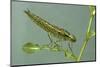 Dragonfly Larva-Paul Starosta-Mounted Photographic Print