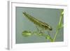 Dragonfly Larva-Paul Starosta-Framed Photographic Print