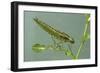 Dragonfly Larva-Paul Starosta-Framed Photographic Print