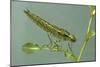 Dragonfly Larva-Paul Starosta-Mounted Photographic Print