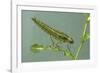 Dragonfly Larva-Paul Starosta-Framed Photographic Print