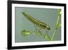 Dragonfly Larva-Paul Starosta-Framed Photographic Print