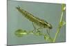 Dragonfly Larva-Paul Starosta-Mounted Photographic Print