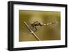 Dragonfly, Madagascar-Paul Souders-Framed Photographic Print