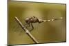 Dragonfly, Madagascar-Paul Souders-Mounted Photographic Print